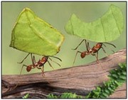 مورچه ها هرگز "خیلی" پیر نمی شوند!