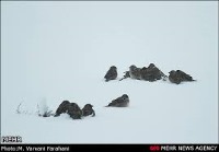 بام ایران در آستانه یخ زدگی/دما به منفی ۲ درجه سانتیگراد رسید