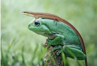 دنیای بی نظیر قورباغه‌ها - عکس