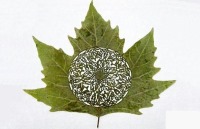 طراحی زیبا روی برگ درختان