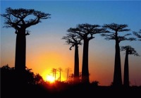 سفر تصویری به خیابان ۸۸۰ ساله با درختان شگفت‌انگیز