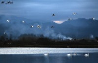 به شهر ما بیایید - لنگرود شهر رویایی شمال ایران