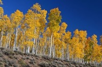 نجات بزرگترین موجود زنده زمین از نابودی