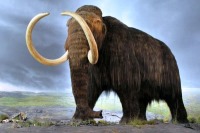 علت انقراض ماموت‌ها مشخص شد