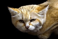 شناسایی گونه نادری از گربه پس از ۱۰ سال