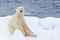 دنیای خرس‌ها