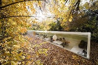 دفتر کار در جنگل+تصاویر