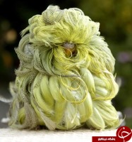 پرنده ای عجیب!