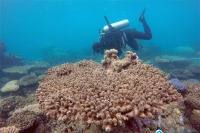 دیوار مرجانی در بستر «مرگ از گرما» است
