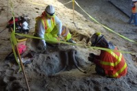 کشف فسیل «ماستودون» زیر خطوط مترو + تصاویر