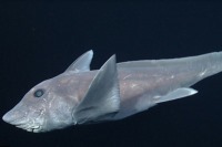 «کوسه روح» اولین بار در برابر دوربین