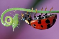 مهاجرت 3/5 هزار میلیارد حشره از آسمان انگلیس