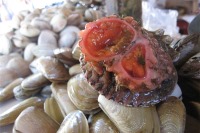 «صخره خونی»؛ جانور دریایی شبیه گوجه‌فرنگی + تصویر