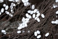 کشف قدیمی‌ترین ابریشم جهان + تصاویر