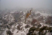 مشاهده اژدهای یاقوتی برای نخستین بار