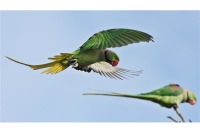 تغییرات آب و هوایی رشد بال پرندگان را افزایش داده است