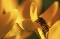 کشف یک گونه حشره 100 میلیون ساله