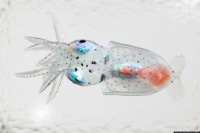 جانورانی به شفافیت شیشه + تصاویر