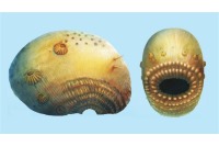 قدیمی‌ترین جاندار کره زمین کشف شد