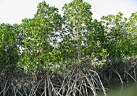 تالاب خور خوران هرمزگان وجنگل حرا