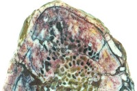 کشف بافت نرم در استخوان دایناسور 195 میلیون ساله