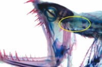 کشف مفصلی اضافی در اسکن به دست آمده از ماهی دراگون + تصاویر