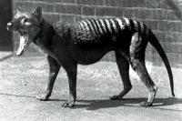 احتمال شناسایی ببر تاسمانی 80 سال پس از انقراض !