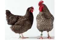 چرا پرهای بعضی از پرندگان طرح‌دار است؟