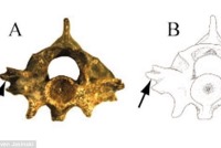 فسیل مار بالدار کشف شد!