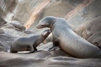 عکس روز نشنال جئوگرافیک از شیرهای دریایی