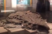 نمایش سالم‌ترین فسیل دایناسور جهان