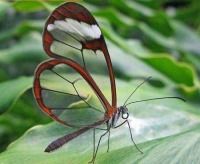 حیواناتی عجیب و خارق العاده شیشه ای