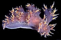 پیوند موفقیت‌آمیز مغز میان جانوران