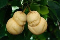 میوه هایی با اشکال دلخواه!