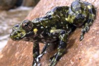 معمای پیدایش قورباغه‌ها حل شد !