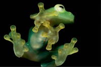 عجیب‌ترین موجودات هستی!