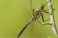 سنجاقک حرکت بعدی طعمه‌اش را پیش‌بینی می‌کند
