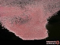 تماشای فلامینگوهای دریاچه ناکورو ، کنیا