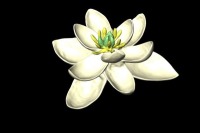 گیاه 140 میلیون ساله جد تمام گل های جهان!