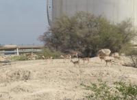 جمعیت آهوان خارگ بوشهر 20درصد افزایش یافت