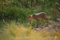 مشاهده گربه جنگلی در بیجار کردستان