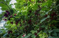 پایتخت زغال اخته ایران