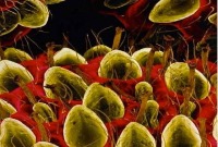 رقابت عکس های میکروسکوپی در دانشگاه امیرکبیر