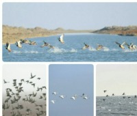 فرود پرندگان مهاجر در تالاب های گلستان