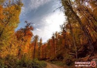 جنگل راش، ثروتی پنهان در طبیعت سوادکوه