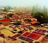روستای هیر قزوین؛ قطب تولید ذغال اخته