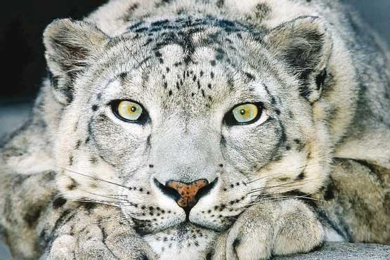 5 جانور زیبای طبیعت وحشی را ببینید+ عکس