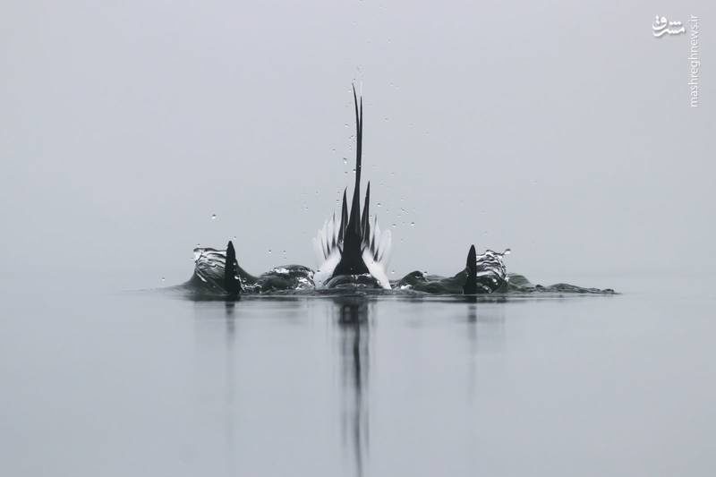 غوطه ور شدن اردک در آب، سوژه عکس روز نشنال جئوگرافیک