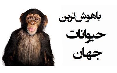 با باهوش ترین حیوانات دنیا آشنا شوید