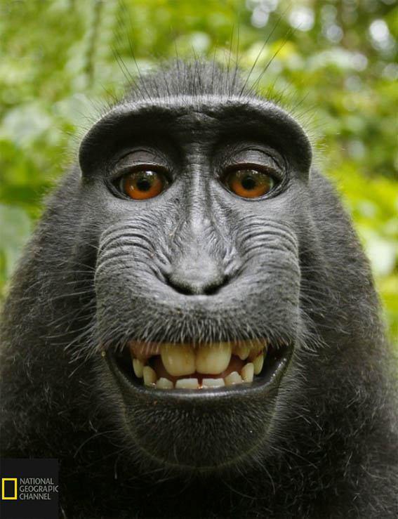 دنیای بی‌نظیر حیوانات از نگاه نشنال جئوگرافیک (گزارش تصویری)